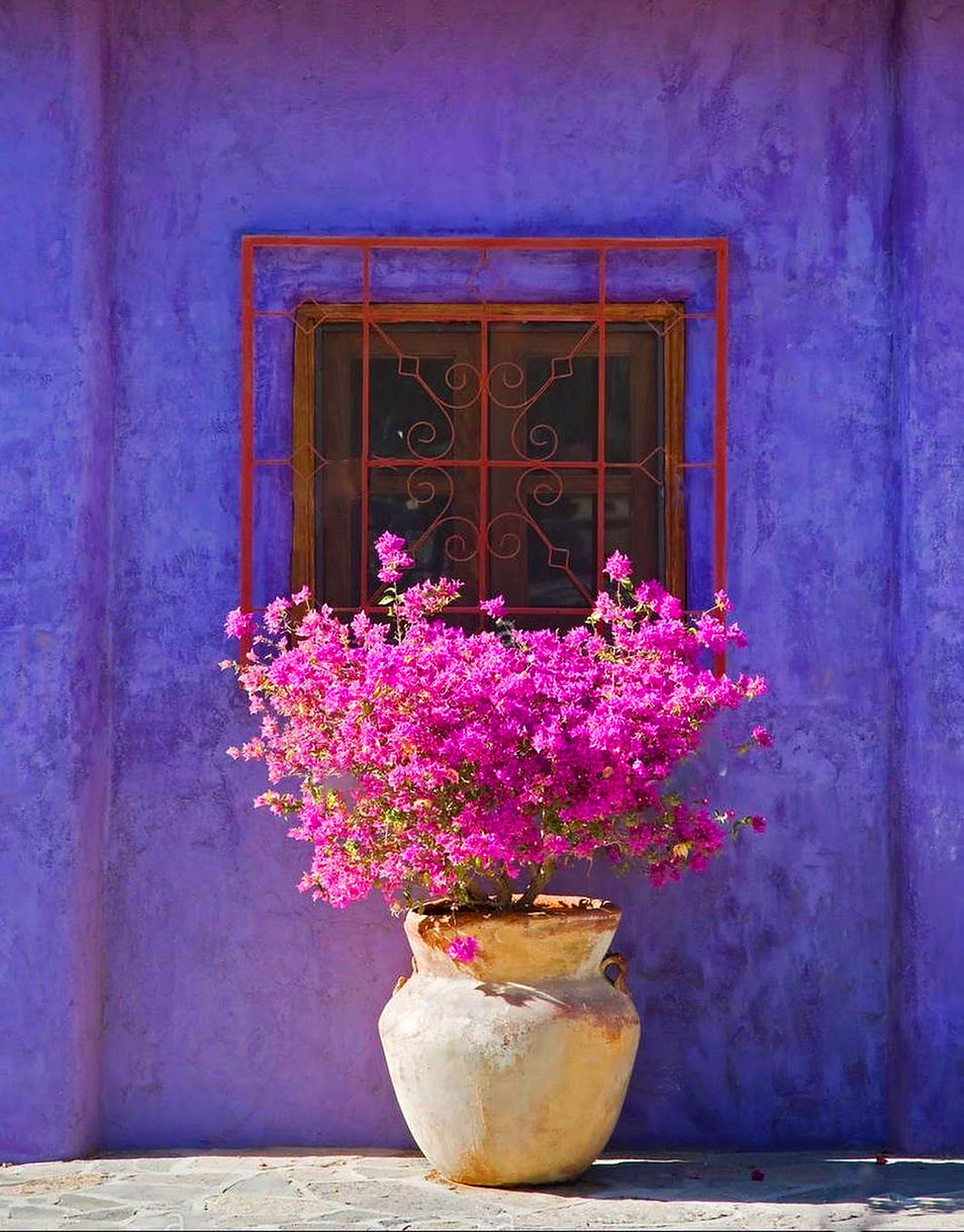 Magenta bougainvillea in a stone urn against a violet wall with a red iron grille window